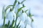 March 1 - International Day of Cats, World Day of Compliments and, of course, Spring Festival! фото March 1 - International Day of Cats, World Day of Compliments and, of course, Spring Festival! картинка